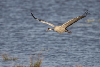 Crane (Grus grus), Hornborgorsjön, Sweden, Europe