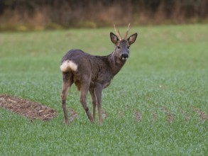Roe Deer (Capreolus capreolus), standing alert on meadow with bast free horns, county Hessen,