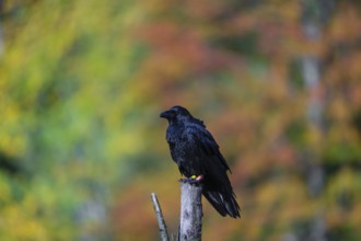 One common raven (Corvus corax) sits on a cut dead tree with fall foliage in the background