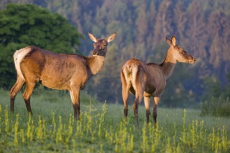 Two Altai maral hinds, Altai wapiti or Altai elk (Cervus canadensis sibiricus) stand in a meadow in