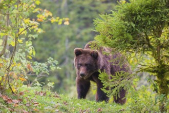 A young male Eurasian brown bear (Ursus arctos arctos) sits on a meadow between bushes