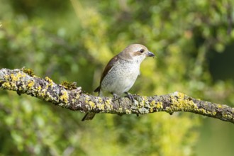 Red-backed shrike (Lanius collurio) wbl Germany