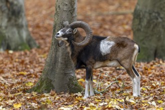 European mouflon (Ovis aries musimon, Ovis gmelini musimon) ram, male with big horns in forest