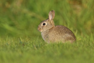 Wild rabbit (Oryctolagus cuniculus), young animal sitting on a meadow, Texel, West Frisian Islands,