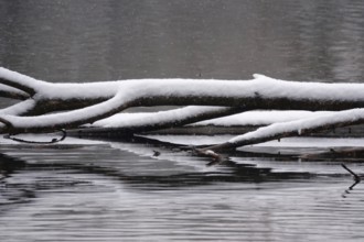 Branches with snow, Winter, Germany, Europe