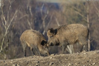 Two adult wild boar or wild pig (Sus scrofa) standing on a small hill on an opening. First sweet