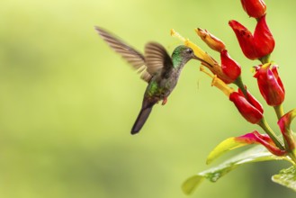 Green-fronted Brilliant Hummingbird (Heliodoxa jacula), Hummingbird (Trochilidae), Swiftbirds