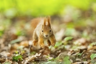 Red squirrel (Sciurus vulgaris) in a forest, Bavaria, Gernany