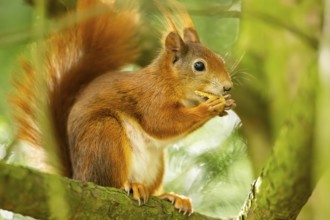 Red squirrel (Sciurus vulgaris) in a forest, Bavaria, Gernany