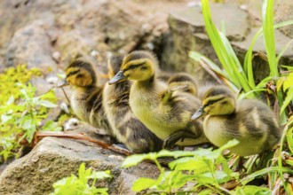 Wild duck (Anas platyrhynchos) youngsters, Bavaria, Germany, Europe