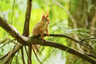 Red squirrel (Sciurus vulgaris) in a forest, Bavaria, Gernany