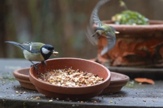 Great tit (Parus major) foraging from a flower bowl, Bavaria, Germany, Europe