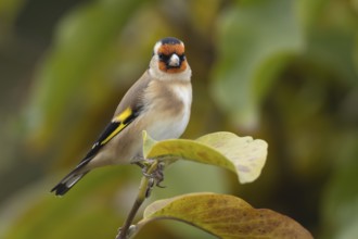 European goldfinch (Carduelis carduelis) adult bird in a garden Magnolia tree with autumn leaves,