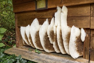 Honeycomb abandoned by colony, honeycomb, wild natural burrow on outside of hive, light-coloured
