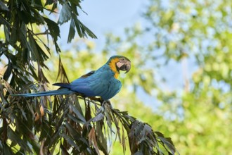 Yellow-breasted Macaw (Ara ararauna) Colombia