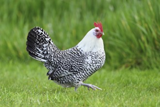 East Frisian Gull standing in a meadow, chicken breed with good utilisation characteristics, Texel,