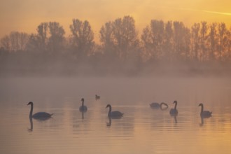 Mute swans (Cygnus olor) swimming on a pond at sunrise, warm morning light, trees, fog, Thuringia,