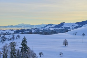 Snowy hilly landscape at sunrise with groups of trees and mountains in the background, Menzingen,