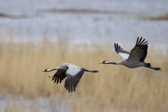 Common crane (Grus grus), Hornborga, Sweden, Europe