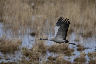 Common crane (Grus grus), Hornborga, Sweden, Europe