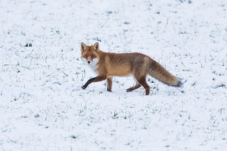 Red fox (Vulpes vulpes), walking across a snow covered field in the winter, Hesse, Germany, Europe