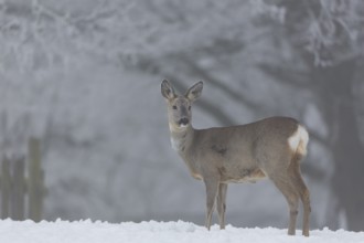One female Roe Deer, (Capreolus capreolus), walking over a snowy meadow. Snow covered trees in the