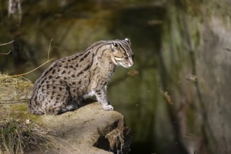 Fishing cat (Prionailurus viverrinus) at the shore of a lake on a sunny day, captive, Germany,