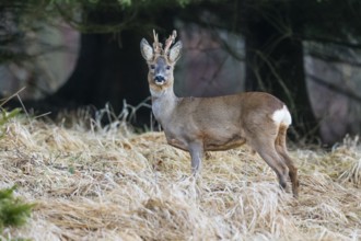 Roe Deer (Capreolus capreolus), male or buck, standing on a field looking alert, loosing the velvet