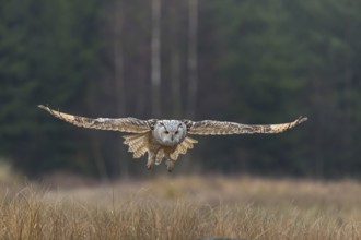 One Siberian Eagle Owl (Bubo bubo sibiricus) landing on a rock between tall reed grass lakeshore on