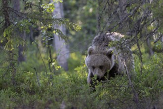 European brown bear, Karelia, Finland, Europe