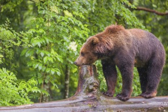 A young male Eurasian brown bear (Ursus arctos arctos) walks on a rotting log lying on the ground