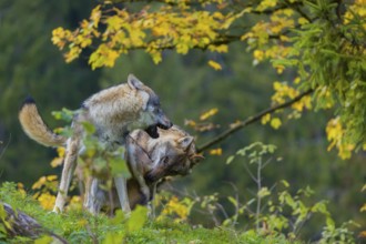 Two eurasian gray wolves (Canis lupus lupus) play on a hill. A forest in fall colours in the