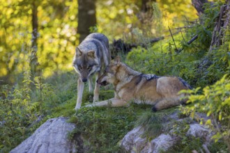 Two eurasian gray wolves (Canis lupus lupus) meet on a hill on green grass with a forest in fall