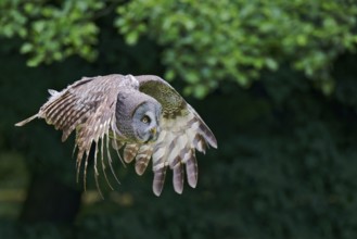 Bearded Owl in flight (Strix nebulosa) captive, Lower Saxony, Germany, Europe