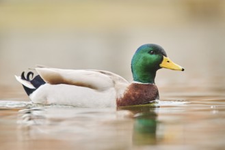 Wild duck (Anas platyrhynchos) male swimming on a lake, Bavaria, Germany, Europe