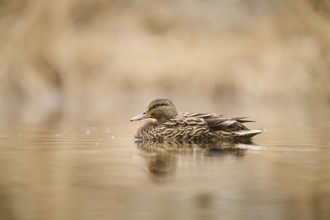 Wild duck (Anas platyrhynchos) female swimming on a lake, Bavaria, Germany, Europe