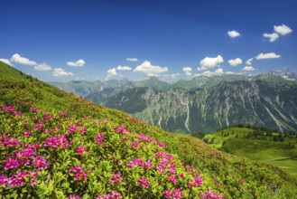 Alpenrosenbluete, Panorama of the Fellhorn, behind it the Allgaeuer Alps, Allgaeu, Bavaria,