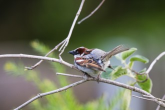 House Sparrow (Passer domesticus), adult male perched on a twig, displaying, Hesse, Germany, Europe