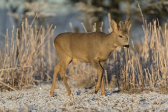 Roe deer standing in hoar frosted dead stinging nettle at minus 15 °C at sunrise. Trees and dead