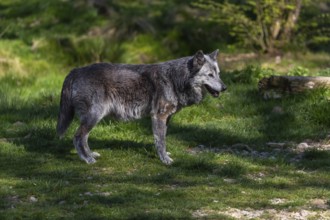 One Timberwolf, Canis lupus lycaon, standing in an opening of a forest on green grass in bright
