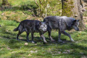 Timberwolf