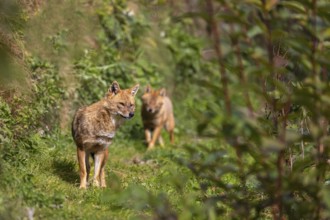 Two golden jackal (Canis aureus) walking through dense green vegetation