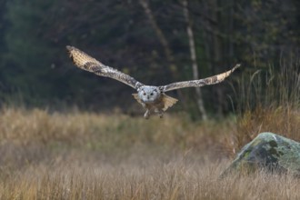 One Siberian Eagle Owl (Bubo bubo sibiricus) flying over tall reed grass lakeshore on an autumnal