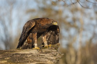 One golden eagle (Aquila chrysaetos) sitting on a broken and rotting log with fall foliage in the