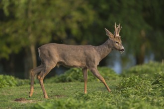 One male Roe Deer, Roe buck (Capreolus capreolus), running over a green meadow with some green