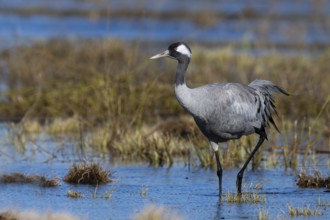 Common crane (Grus grus), Hornborga, Sweden, Europe