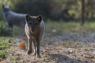 One young arctic fox (Vulpes lagopus), (white fox, polar fox, or snow fox) running towards the