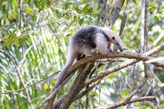 Southern tamandua (Tamandua tetradactyla) Pantanal Brazil