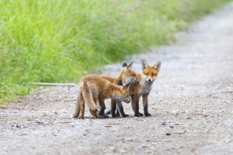 Fox (Vulpes vulpes) puppies Germany