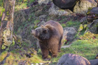An adult female brown bear (Ursus arctos arctos) walks through hilly terrain with trees and rocks